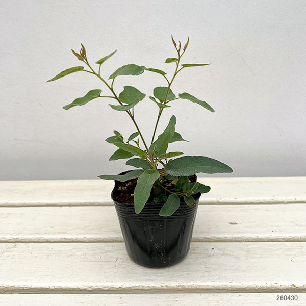 ユーカリ：レモンブッシュ　3.5号ポット