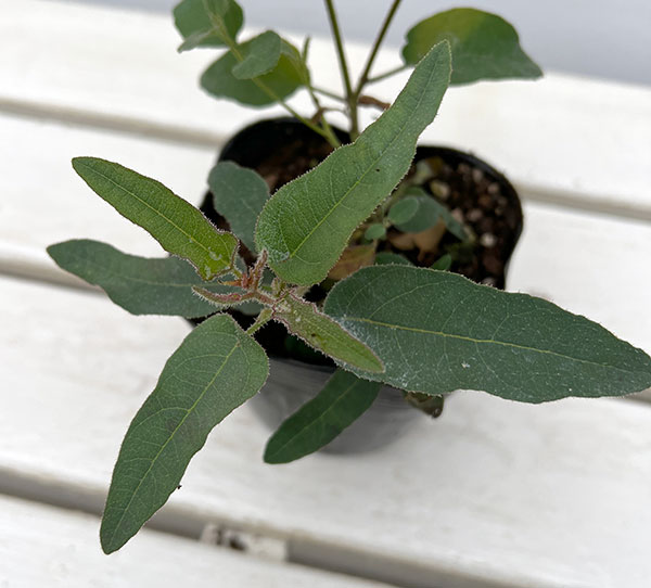 ユーカリ：レモンブッシュ　3.5号ポット