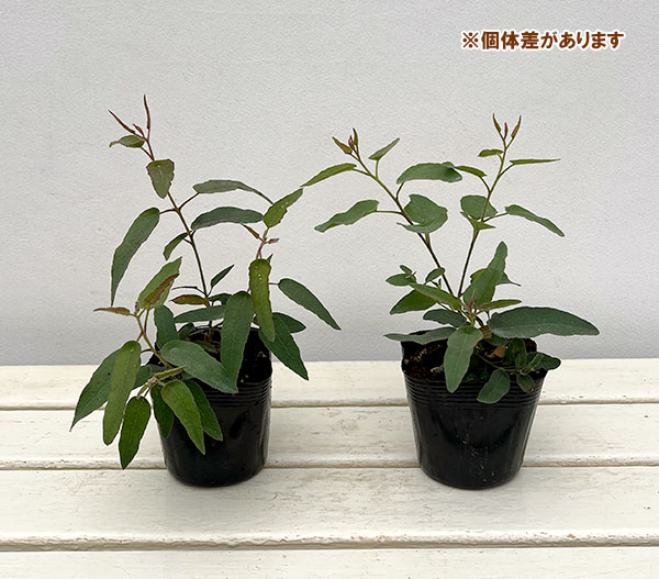 ユーカリ：レモンブッシュ　3.5号ポット