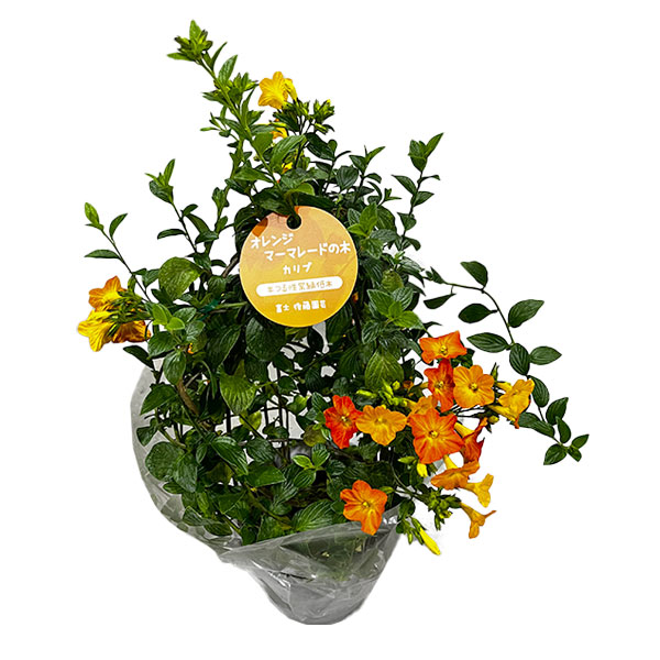 [26年2月中下旬予約]オレンジマーマレードの木（ストレプトソーレン）5号鉢植え