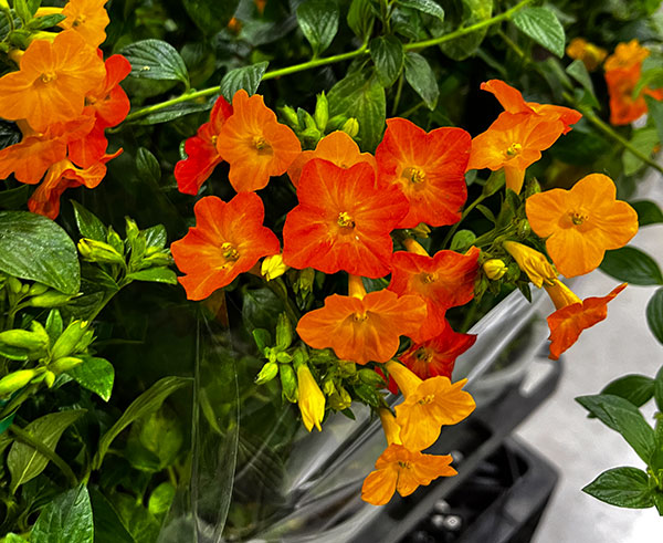 [26年2月中下旬予約]オレンジマーマレードの木（ストレプトソーレン）5号鉢植え