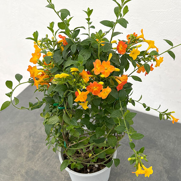 オレンジマーマレードの木(ストレプトソーレン)5号鉢植え