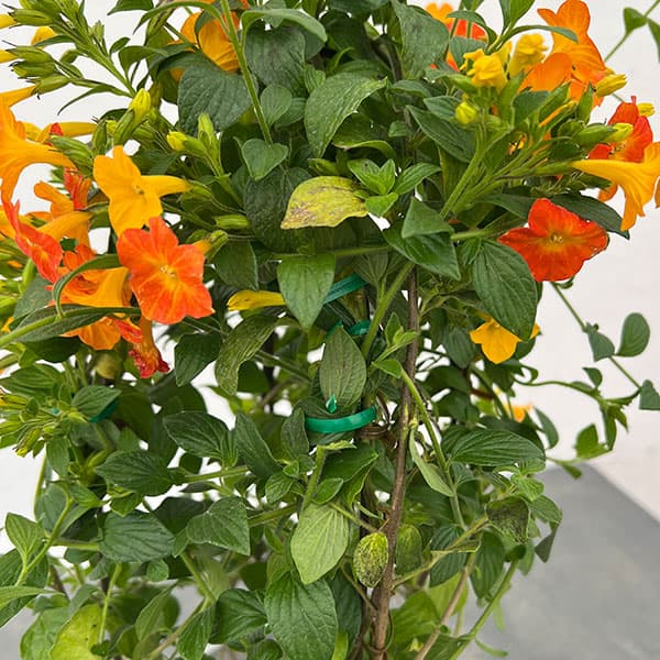 オレンジマーマレードの木(ストレプトソーレン)5号鉢植え