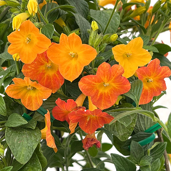 オレンジマーマレードの木(ストレプトソーレン)5号鉢植え