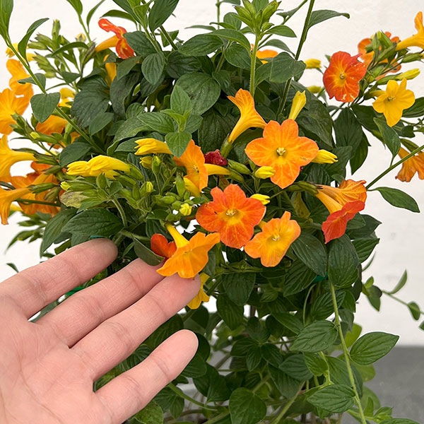 オレンジマーマレードの木(ストレプトソーレン)5号鉢植え