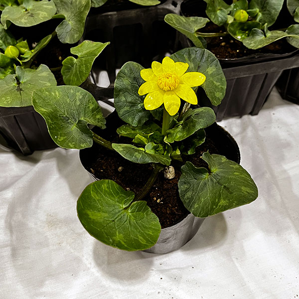 [26年2月中下旬予約]リュウキンカ：姫リュウキンカ3号ポット