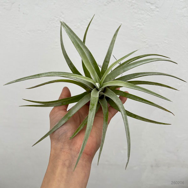 チランジア：ハリシー LLサイズ（長さ約13-16cm）