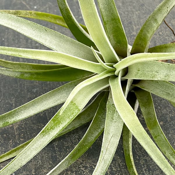 チランジア：ハリシー LLサイズ（長さ約13-16cm）