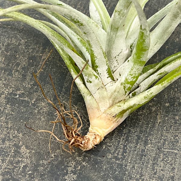 チランジア：ハリシー LLサイズ（長さ約13-16cm）