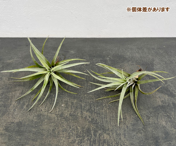 チランジア：ハリシー LLサイズ（長さ約13-16cm）