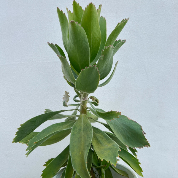 リューコスペルマム（ピンクッション）：パターソニー4号鉢植え