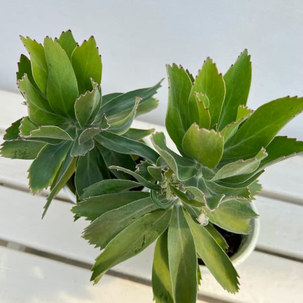 リューコスペルマム（ピンクッション）：パターソニー4号鉢植え