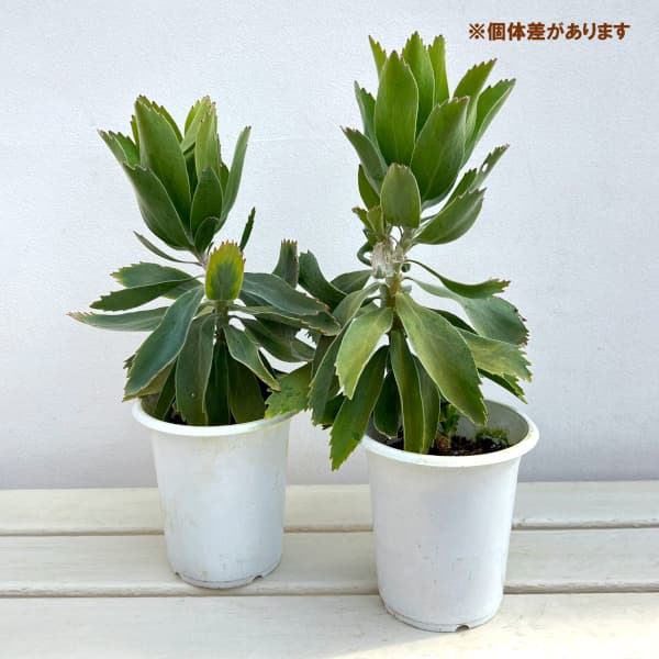 リューコスペルマム（ピンクッション）：パターソニー4号鉢植え