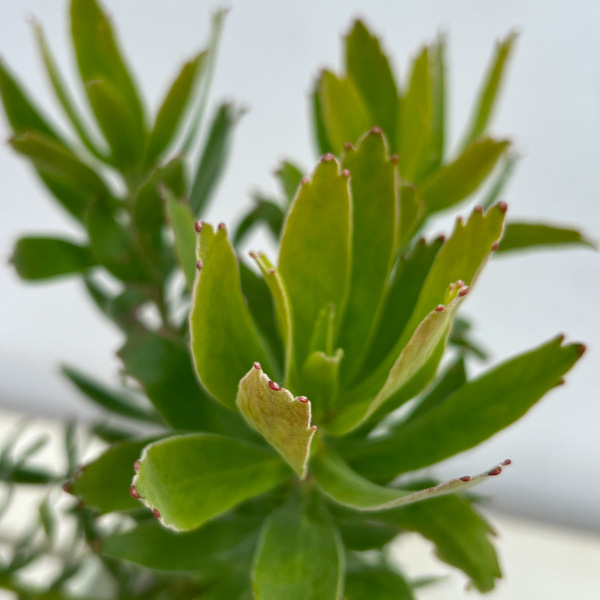 リューコスペルマム(ピンクッション):キューニフォーム4号鉢植え