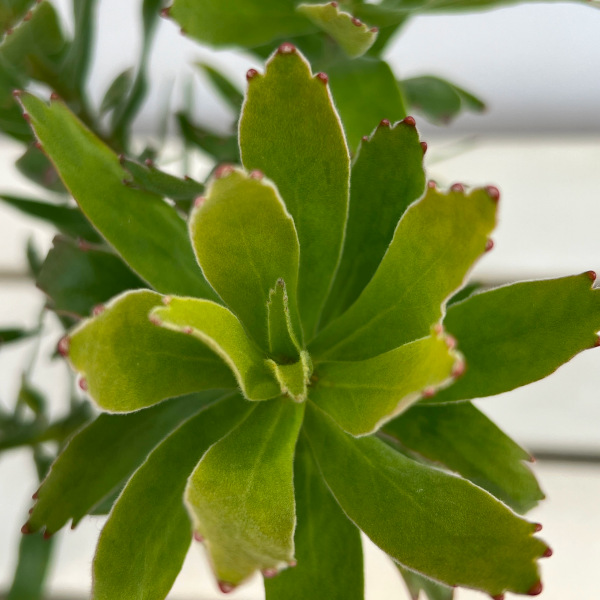 リューコスペルマム(ピンクッション):キューニフォーム4号鉢植え