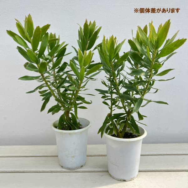 リューコスペルマム(ピンクッション):キューニフォーム4号鉢植え