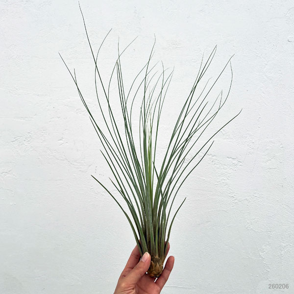 チランジア：ジュンセア LLサイズ