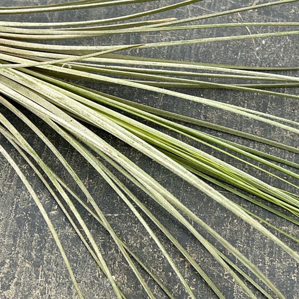 チランジア：ジュンセア LLサイズ