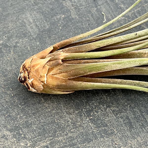 チランジア：ジュンセア LLサイズ