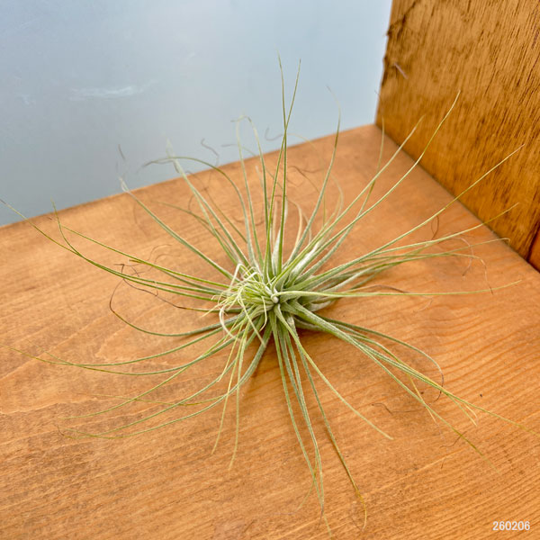 チランジア：マグヌシアナ