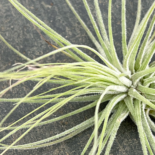 チランジア：マグヌシアナ