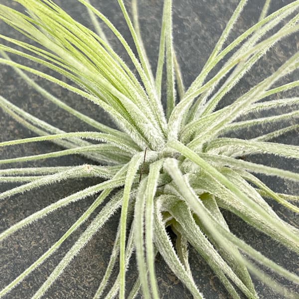 チランジア：マグヌシアナ