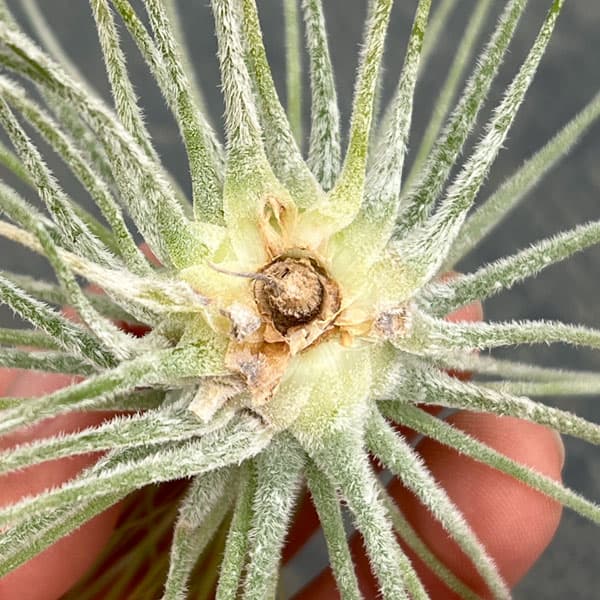 チランジア：マグヌシアナ