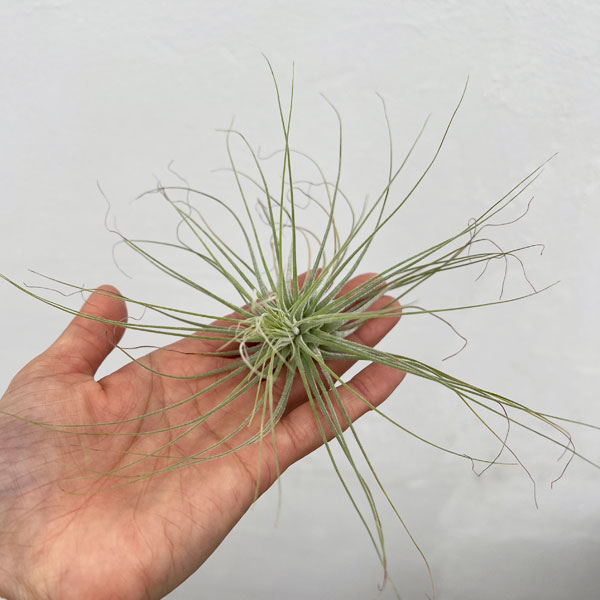 チランジア：マグヌシアナ