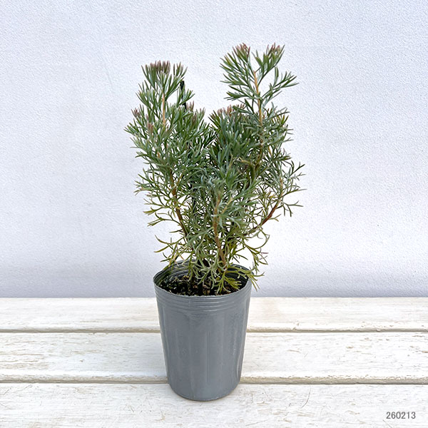 アデナントス：クニングハーミルブッシュ3号ポット