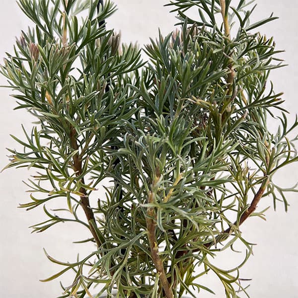 アデナントス：クニングハーミルブッシュ3号ポット