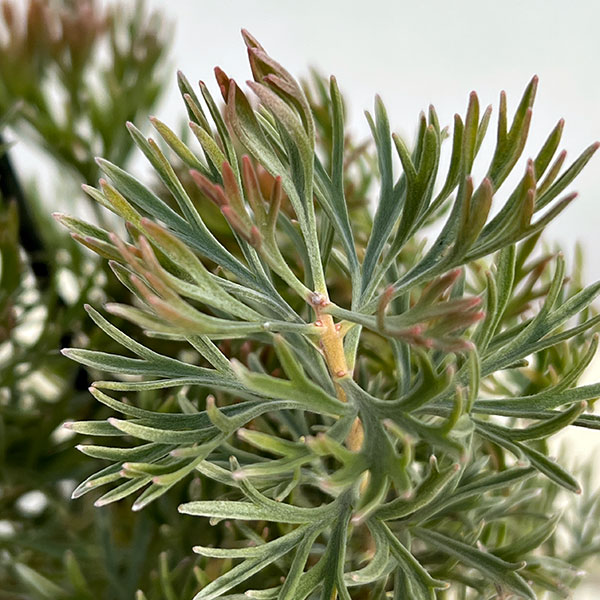 アデナントス：クニングハーミルブッシュ3号ポット