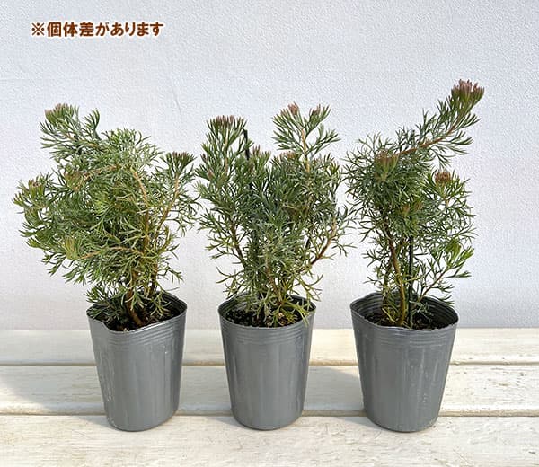 アデナントス：クニングハーミルブッシュ3号ポット