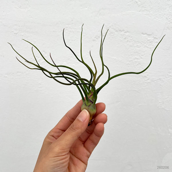 チランジア：ブルボーサ LLサイズ（長さ15cm前後）