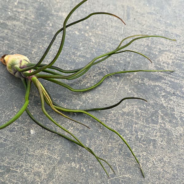 チランジア：ブルボーサ LLサイズ（長さ15cm前後）