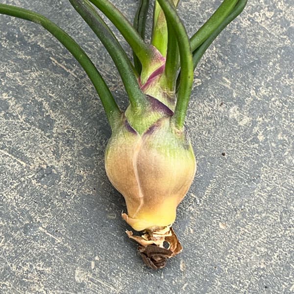 チランジア：ブルボーサ LLサイズ（長さ15cm前後）