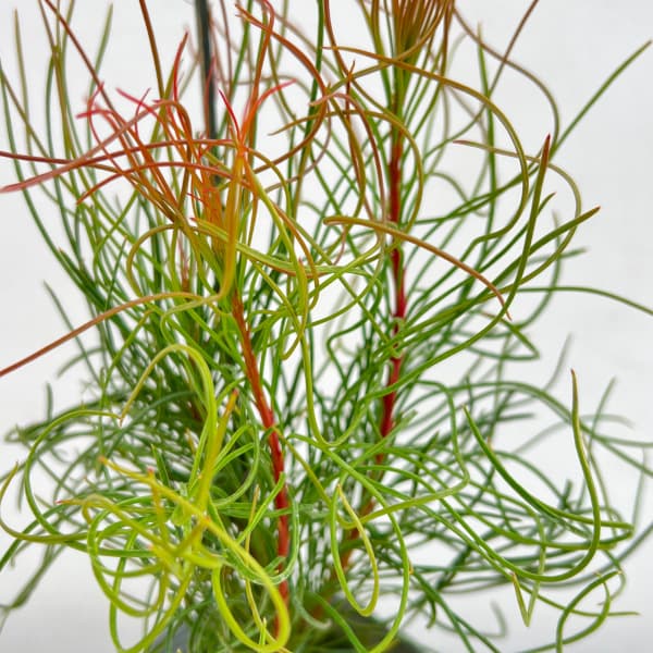 オーラックス:パラシア3号ポット