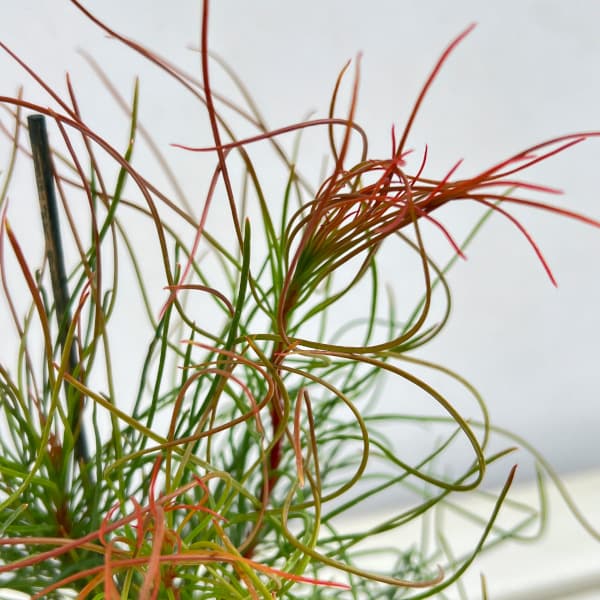 オーラックス:パラシア3号ポット