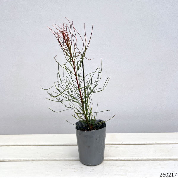 オーラックス：パラシア3号ポット