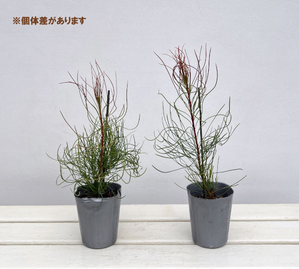 オーラックス：パラシア3号ポット