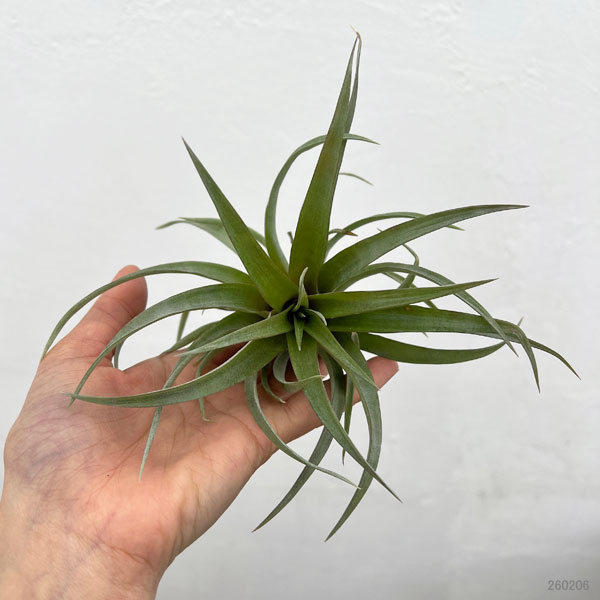 チランジア：カピタータ・レッド