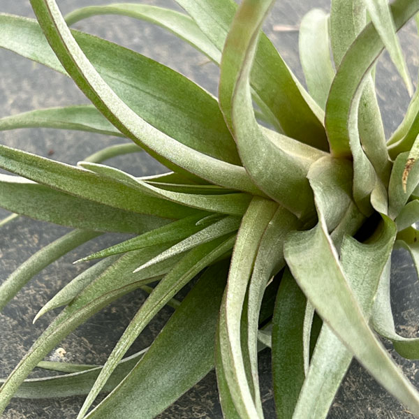 チランジア：カピタータ・レッド