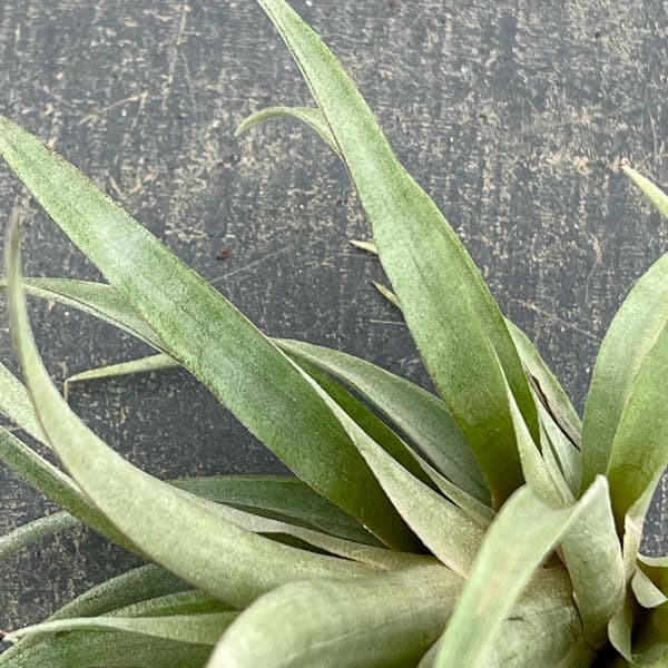 チランジア：カピタータ・レッド