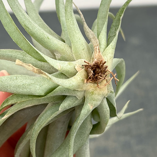 チランジア：カピタータ・レッド