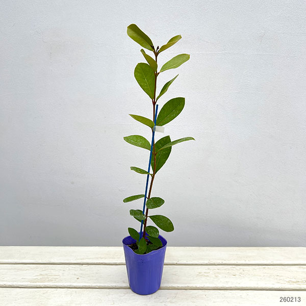 グアバ：イエローグアバ（キミノバンジロウ）3号ポット