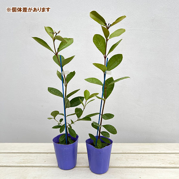 グアバ：イエローグアバ（キミノバンジロウ）3号ポット