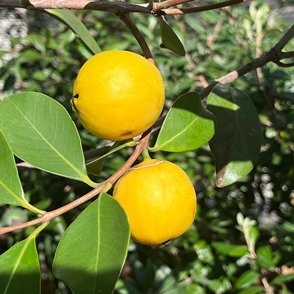 グアバ：イエローグアバ（キミノバンジロウ）3号ポット