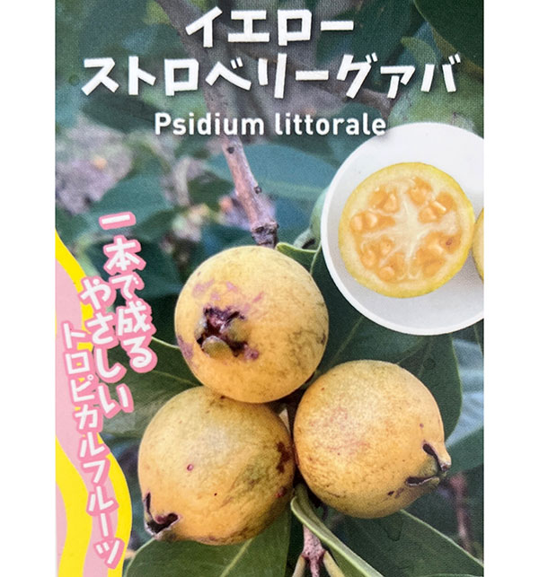 グアバ：イエローグアバ（キミノバンジロウ）3号ポット