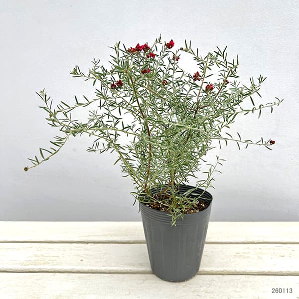 グレビレア：ラベンダー グレビレア 4号ポット