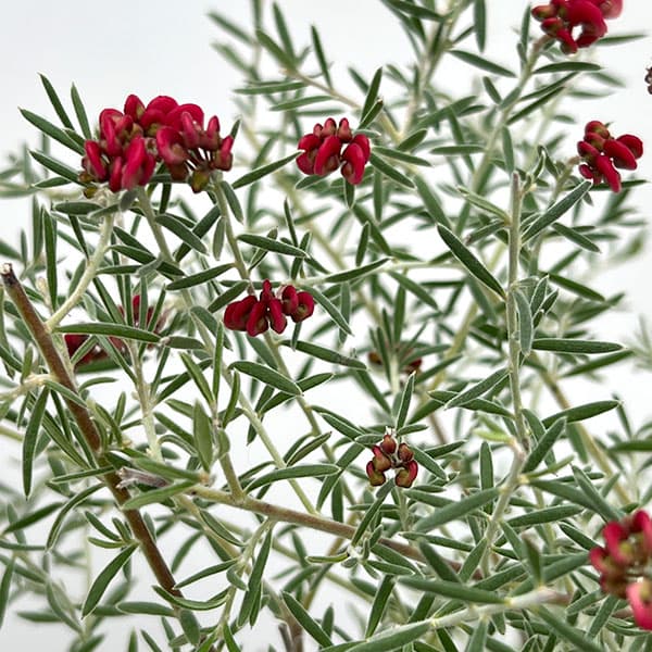 グレビレア：ラベンダー グレビレア 4号ポット