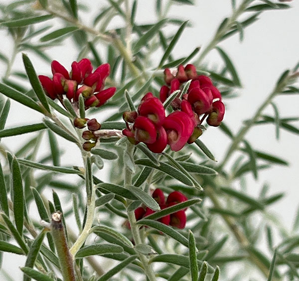 グレビレア：ラベンダー グレビレア 4号ポット